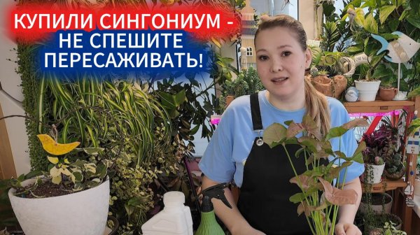 Принесли домой сингониум - карантин! Не спешите пересаживать цветы после покупки.
