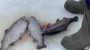 12.02.26 г. РК Волна.