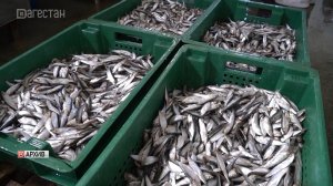 Дагестан вышел на рекордный вылов рыбы