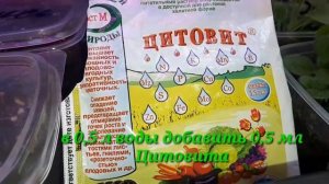 2226.  ВПЛ.Вот и взошла петуния, что делать дальше?