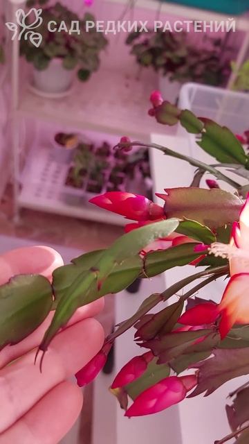 Шлюмбергера Samba Brazil на солнышке  #шлюмбергера #декабрист #комнатныерастения #цветы