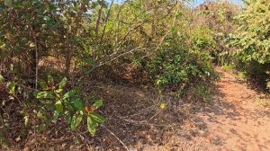 Гоанские зарисовки, ч 3