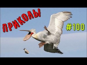 ПРИКОЛЫ С ЖИВОТНЫМИ / Смешные коты / Собаки / Смешные животные 100