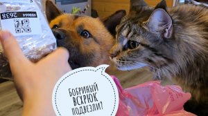 Пёс Кубик и кошка Морошка получили подарки своей мечты! Голубь Димон теряет страх