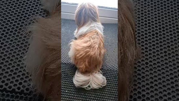 Долгожданное ожидание🐶😂