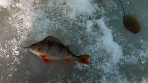 Почему не поймать окуня на зимнюю блесну.