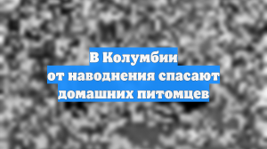 В Колумбии от наводнения спасают домашних питомцев