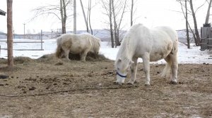 ЗВЕРСКИЙ НАЛЁТ