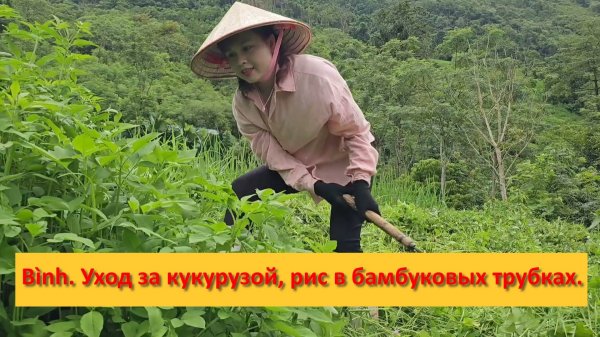 Thị Bình. Вьетнам. Уход за кукурузой, рисовыми полями. рис в бамбуковых трубках.