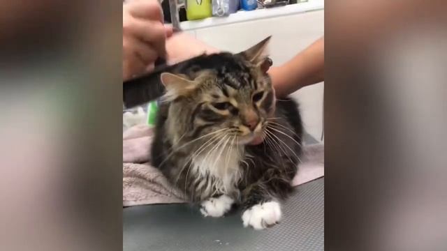 Линька кошки смотреть онлайн
