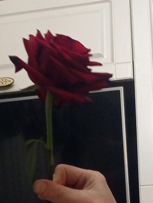 окружающий мир.