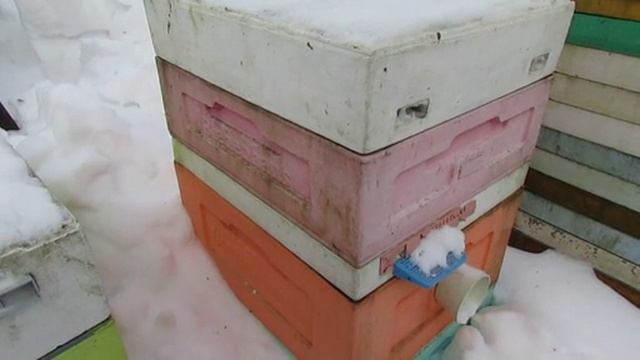 февраль, хорошо зимует пчела Элгон с покупной маткой, подкармливать не надо, 11.02.2026 смотреть онлайн