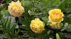 Роза Голден Cелебрейшн (Golden Celebration).