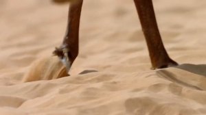 Видео. Очень красивая Арабская Восточная музыка.