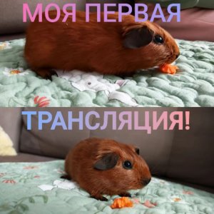 МОЯ ПЕРВАЯ ТРАНСЛЯЦИЯ!/новости канала/ как изменился Орешек?/ Морская Свинка Орешек