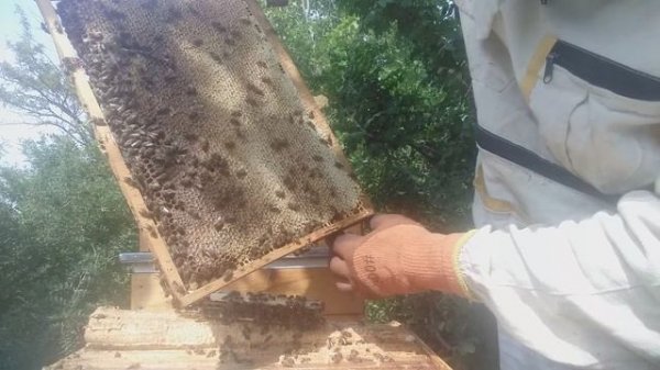 Осмотр пчелиной семьи на выездной пасеке. Матка в изоляторе Миленина.