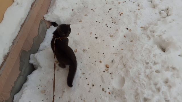 Разгулялся котик.