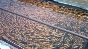 Фореливое хозяйство на реке Енисей