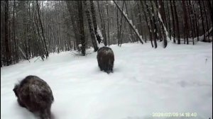 В Башкортостане в фотоловушку попала гуляющая пара кабанчиков