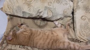 Рыжий кот. Пора вставать