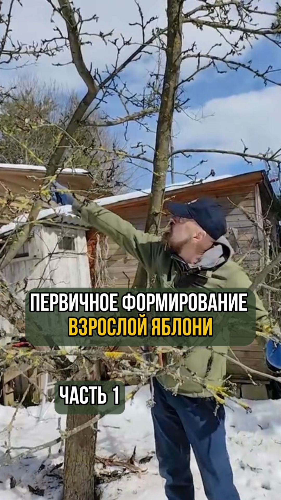 Первичное формирование взрослой яблони. Часть 1 смотреть онлайн