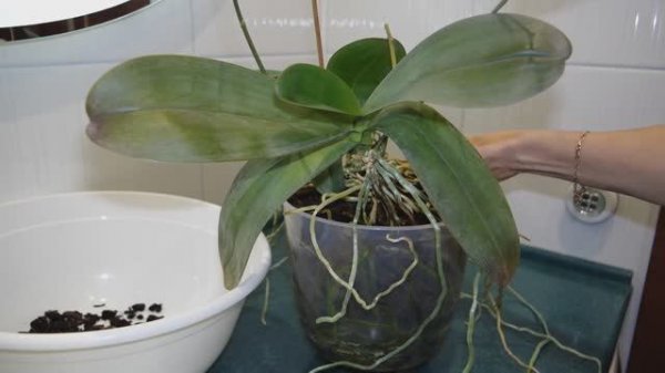 Достала орхидеи из горшка😱 Разбиваю групповую посадку. Что с этим делать🤦♀️ ШОК. Разве так бывает
