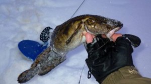 На УРАЛ ЗА СУДАКОМ ДЕНЬ √1.Ставим жерлицы