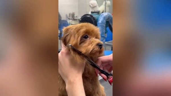 Груминг мальтипу в Puffy