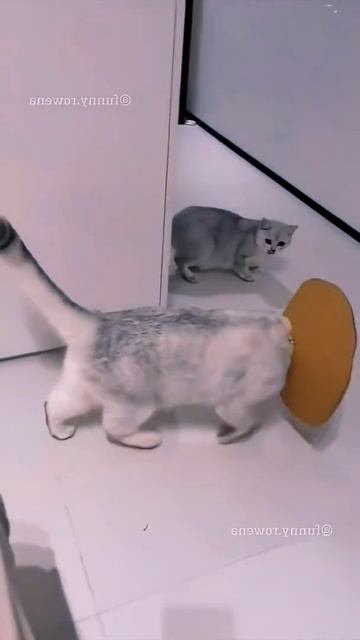 Конусный Хаос смотреть онлайн