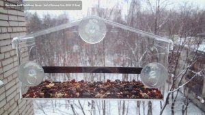 Птицы в окне