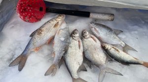 Зимняя рыбалка на арбалеты и подледный фидер