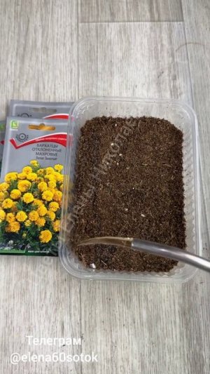 Срочно сейте Бархатцы!