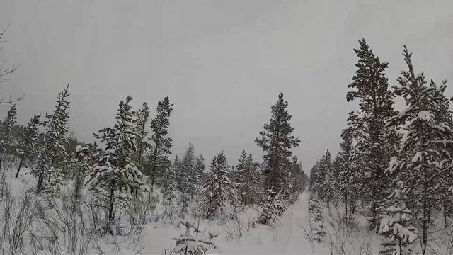 Охота на соболя. Проверка капканов. Мороз -50. смотреть онлайн