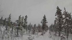 Охота на соболя. Проверка капканов. Мороз -50.