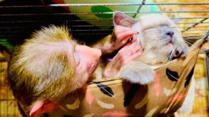 У нас разгорелись ТАКИЕ СТРАСТИ! Вы посмотрите на Маню- роковая женщина)))