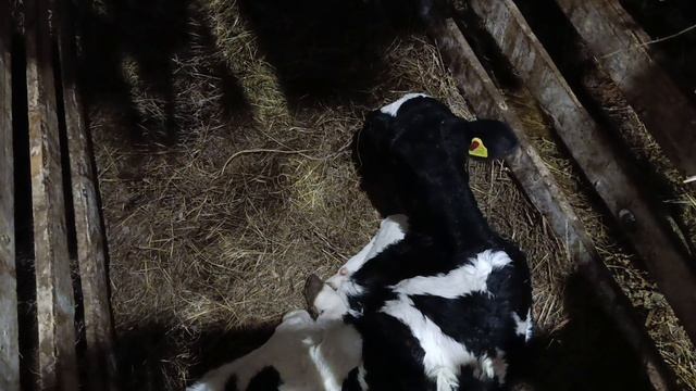 Затопило сарайБоремся с водойСюрпризы природы