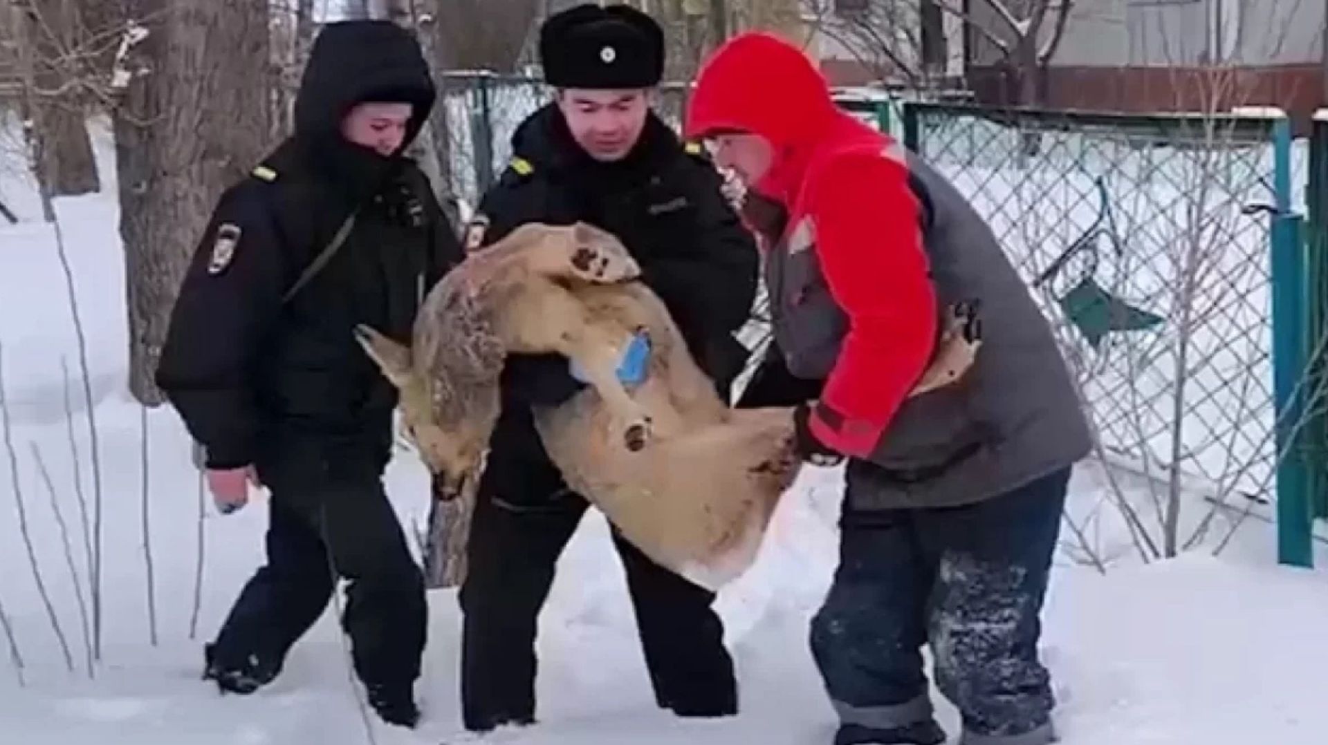Обессиленную косулю спасли от стаи городских собак сотрудники МВД в Красноярске смотреть онлайн