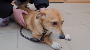 Счастье со второй попытки! Предательство позади, пёсик навсегда дома! | Граф