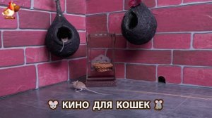 Видео для кошек про крысок развлекать питомцев 🐭🐀😂 (456)
