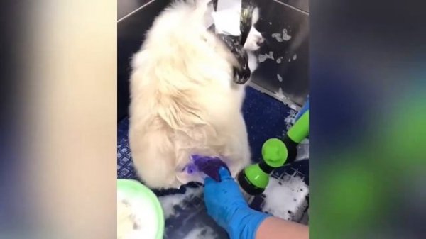 Креативное  окрашивание шпица Москва