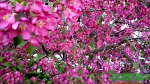 цветущий сад