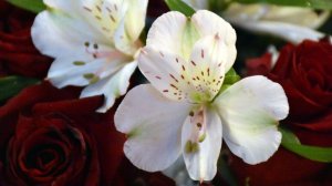 Мы люди,пока любим!