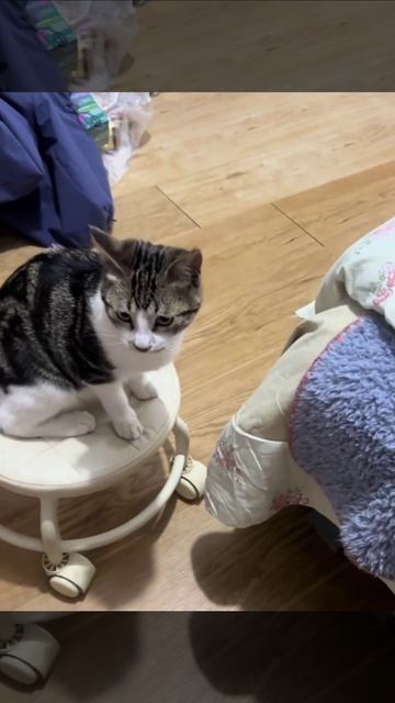 Тумпая мандаринья😡