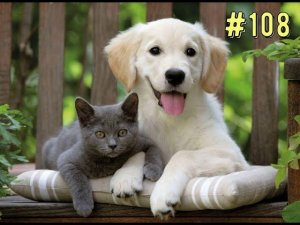 ПРИКОЛЫ С ЖИВОТНЫМИ / Смешные коты / Собаки / Смешные животные #108