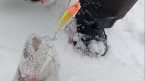 На запуске в приоритете приманки в оранжевом цвете. Спорт-зона. Клёвое место Лосиный остров.