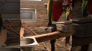 Гибрид ара Шэмрок - птенцы из питомника