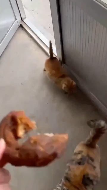 😬Они так эволюционируют 🦊мне страшно 🤭 смотреть онлайн