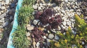 Кто соскучился по весне, приглашаю в гости.