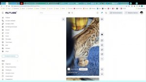 Котята питомника кошек  БЕЙЛИС ГОЛДЕН СТАР