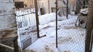 Купили бройлеров.Наши будни.Жизнь на Кубани.